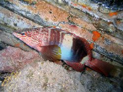 This fish is aptly named "Painted Comber" it looks like s... by Brian Mayes 